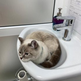 Фото нашего четвероногого посетителя 9